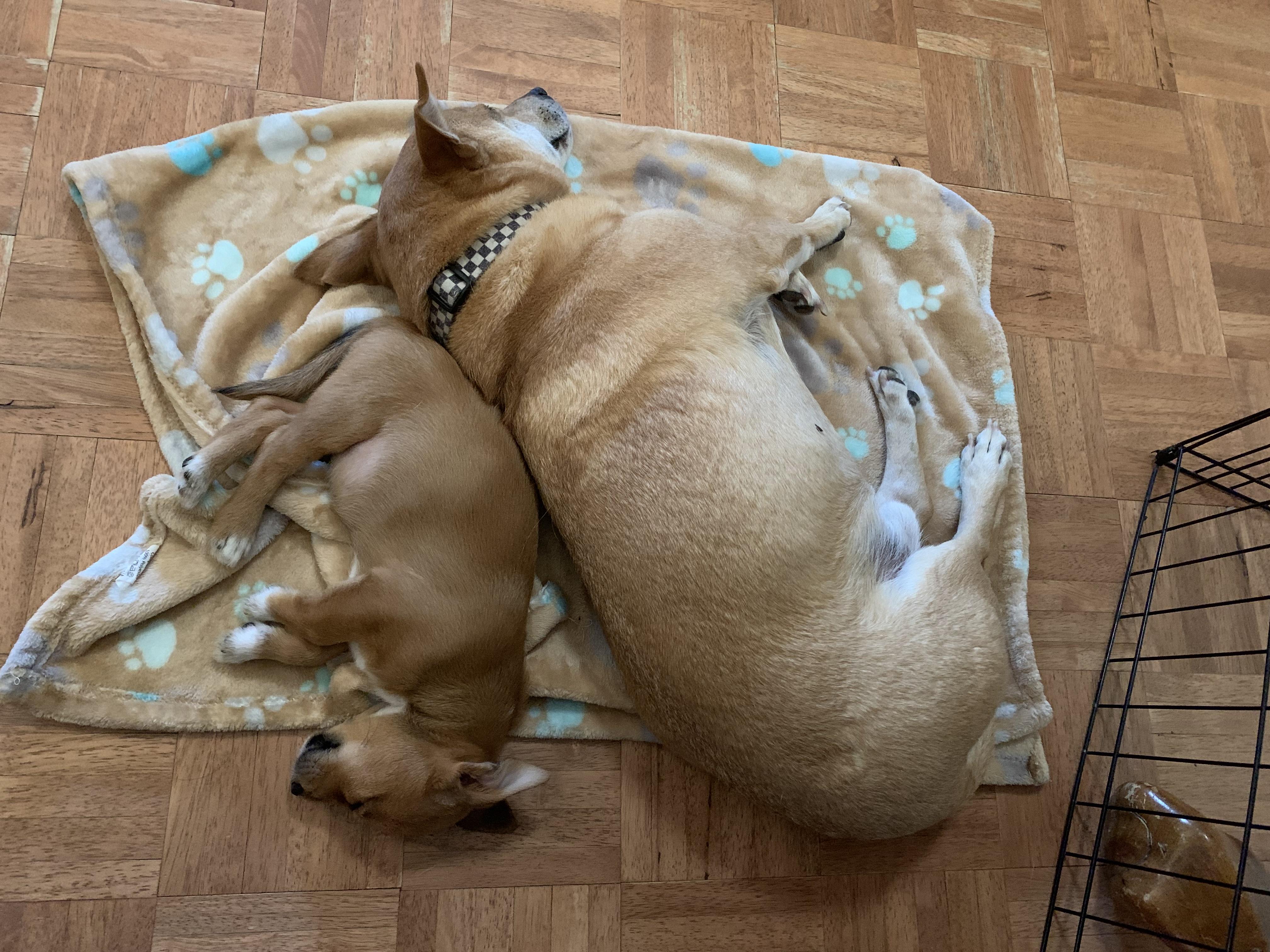 Sally, a Adoptable mixed breed in Santa Rosa, CA image 2/3