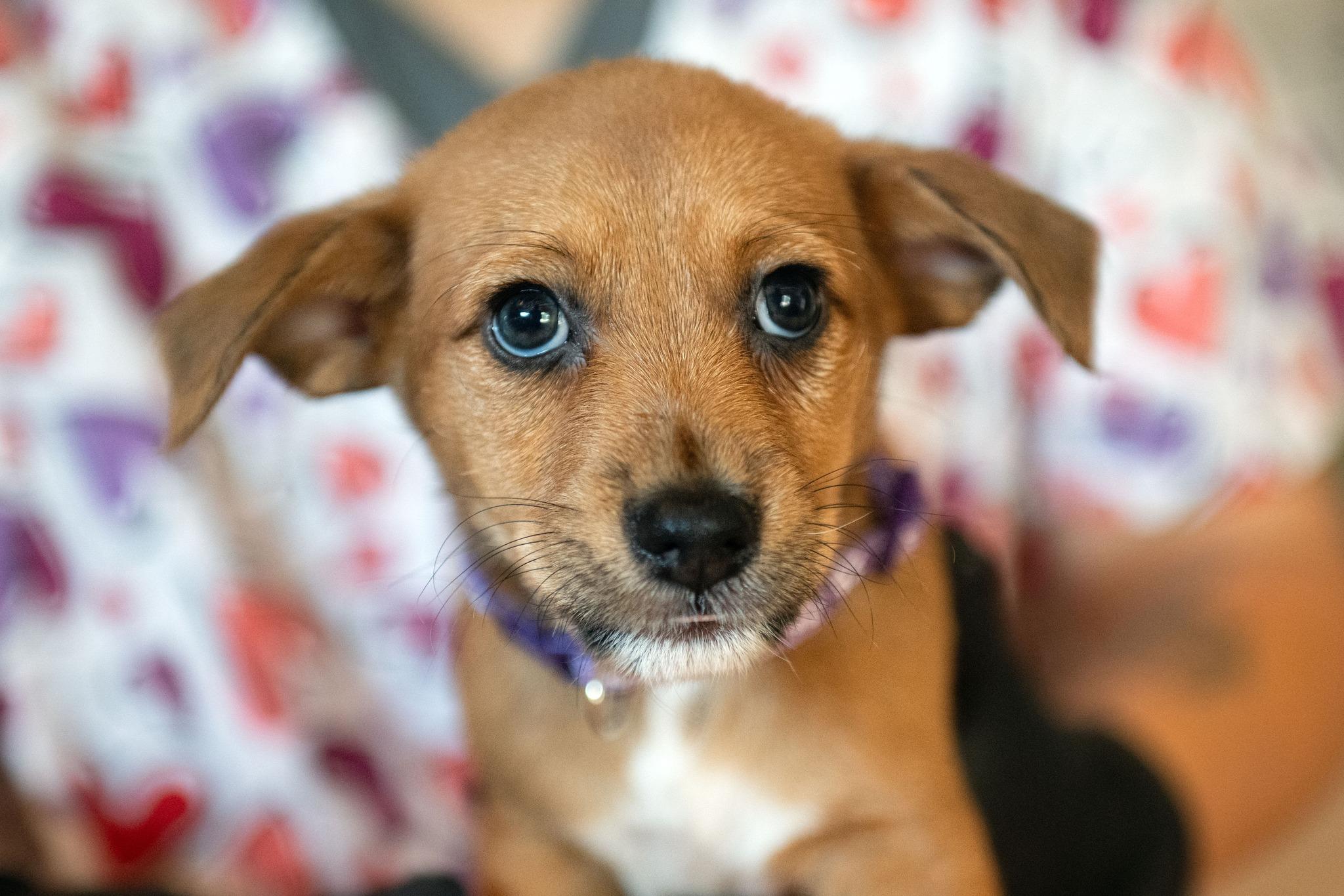 Sally, a Adoptable mixed breed in Santa Rosa, CA image 1/3
