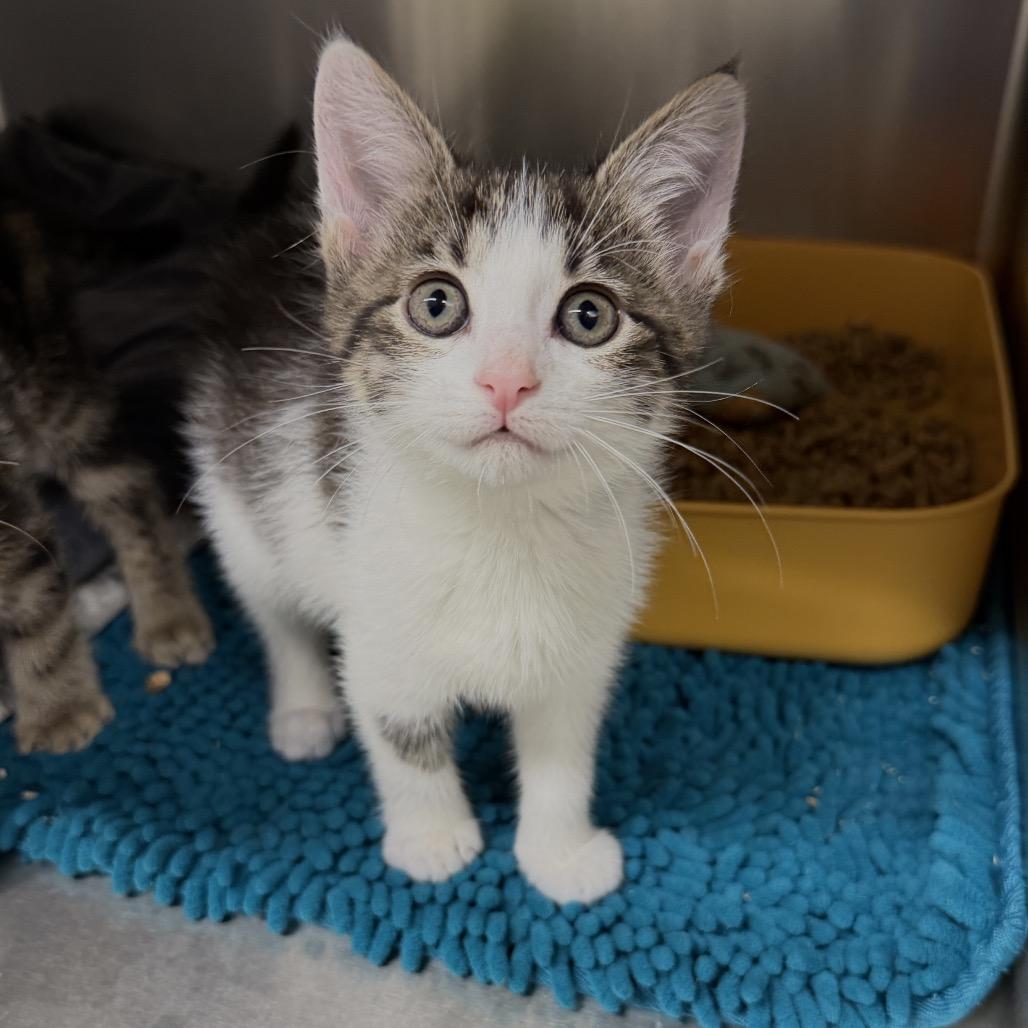 Marie, Adoptable, Kitten Female Domestic Short Hair.