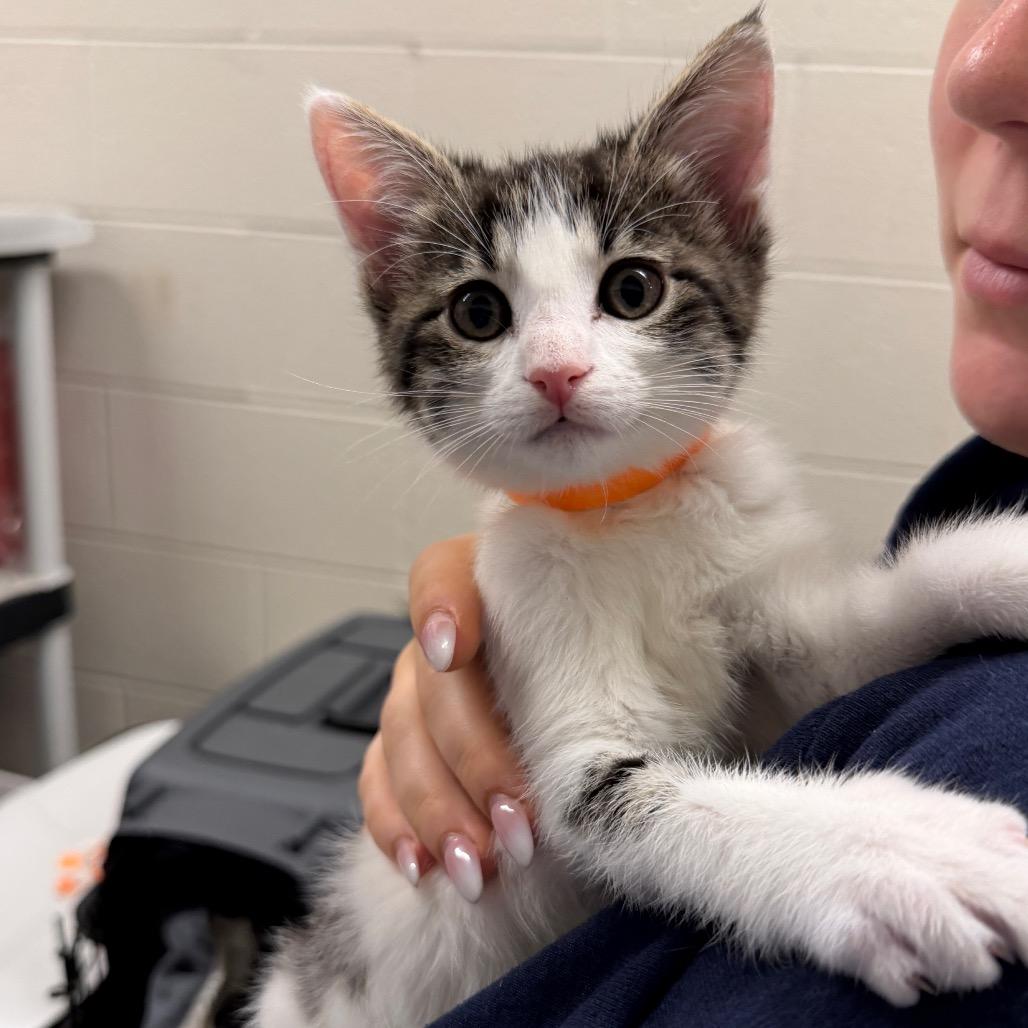 Enlarge Marie, a Adoptable Domestic Short Hair in Middleburg Heights , OH image 2/2