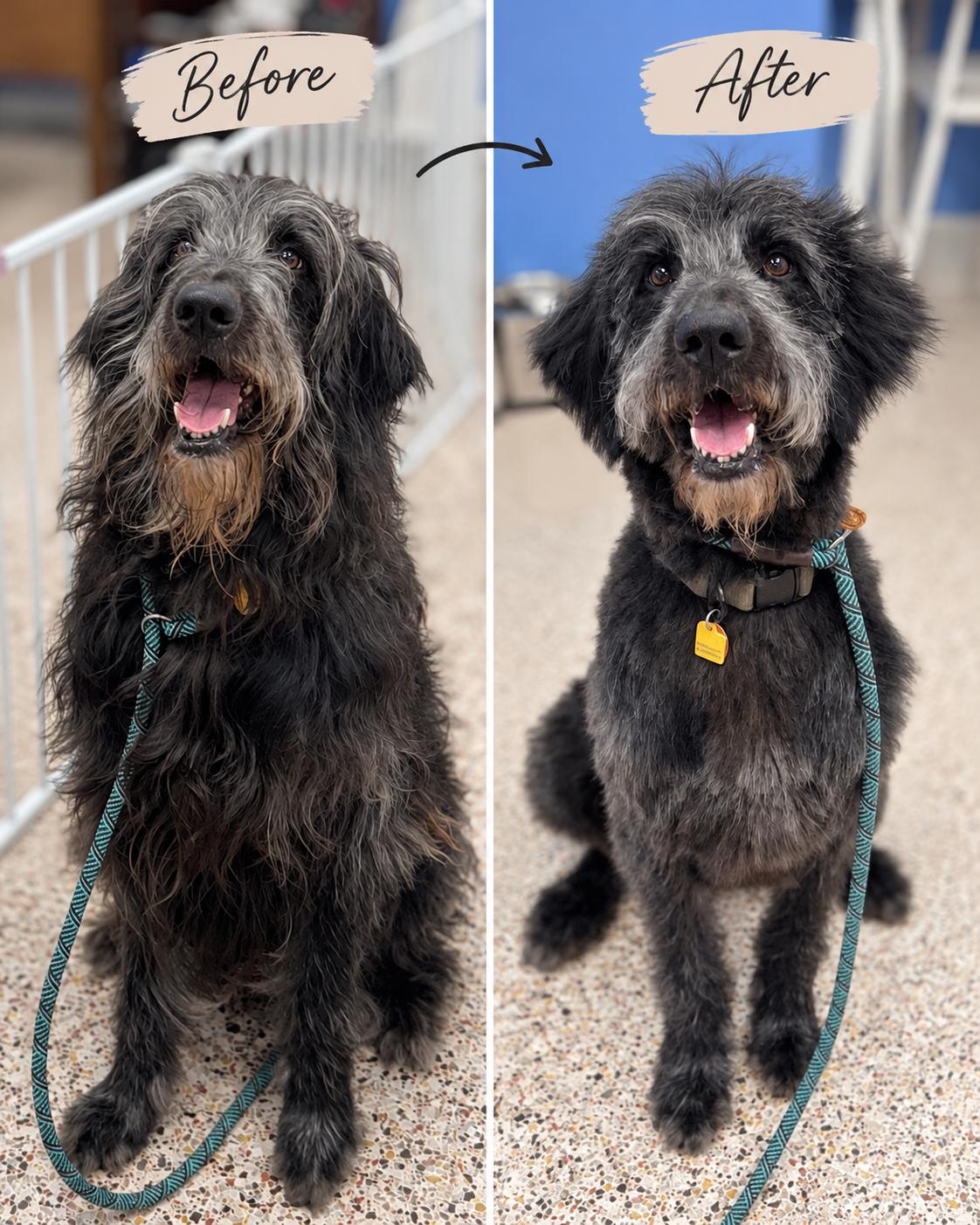 Enlarge Chef Boyardee, a Adoption Pending Labradoodle in Charleston, SC image 5/5