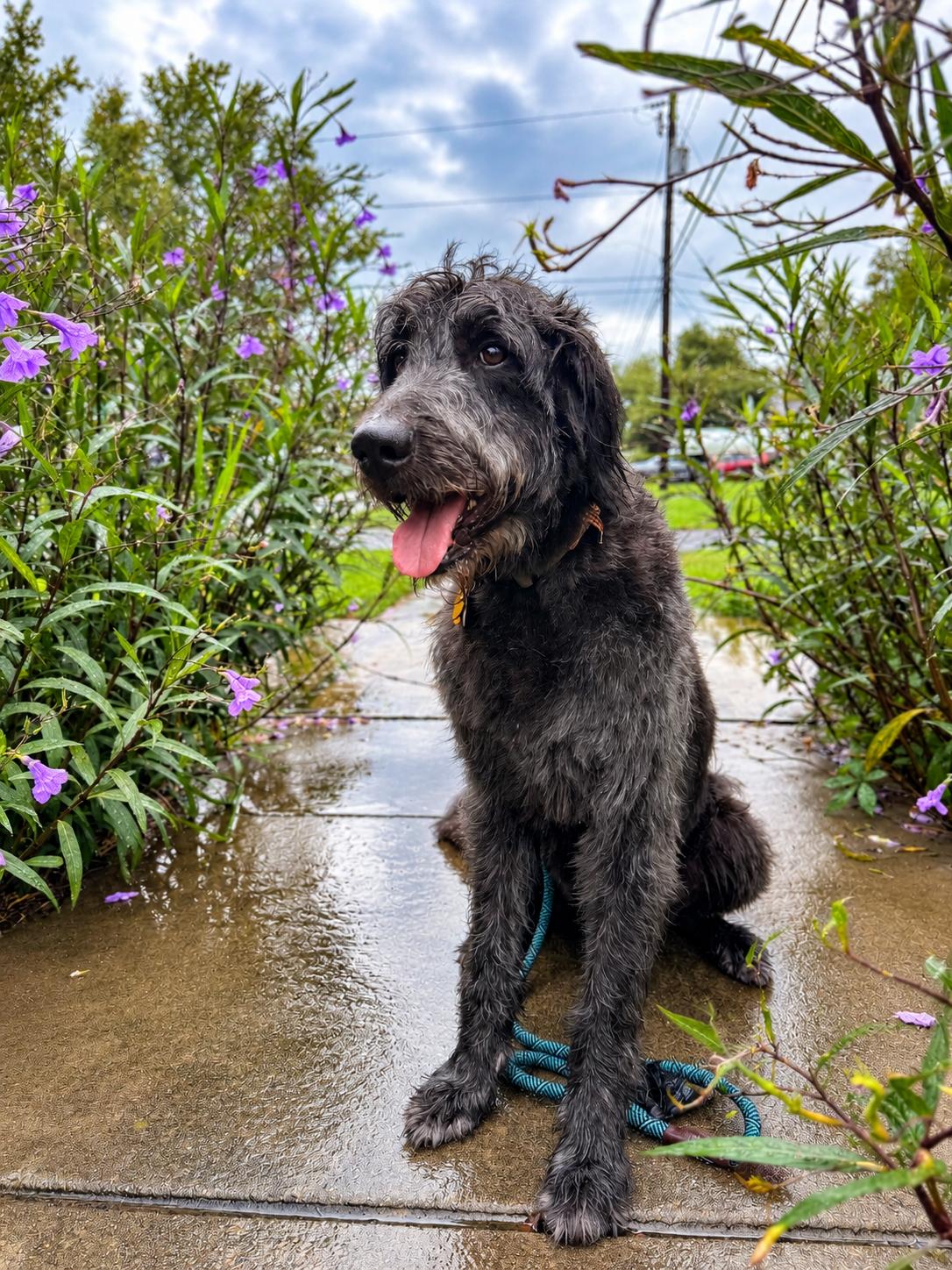 Enlarge Chef Boyardee, a Adoption Pending Labradoodle in Charleston, SC image 1/5