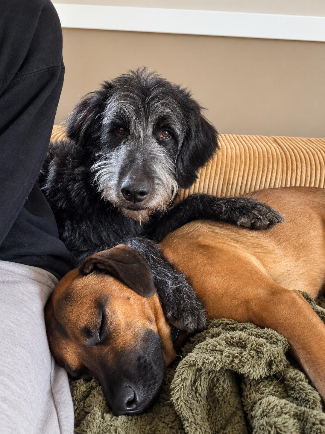 Enlarge Chef Boyardee, a Adoption Pending Labradoodle in Charleston, SC image 3/5