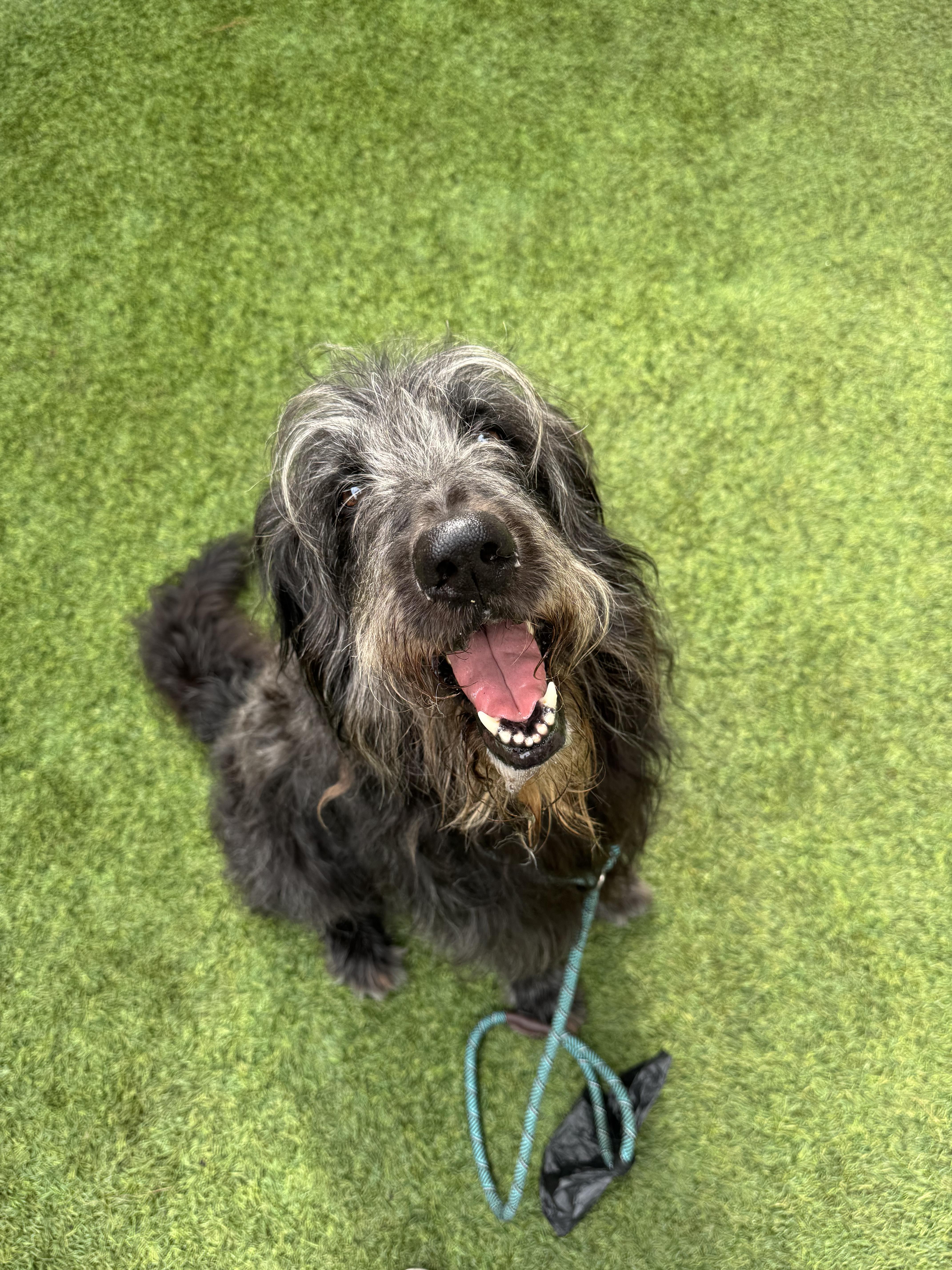 Enlarge Chef Boyardee, a Adoption Pending Labradoodle in Charleston, SC image 4/5