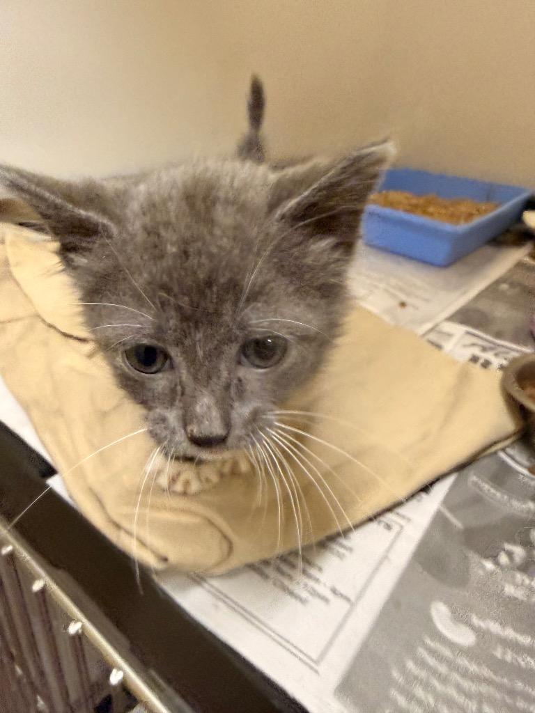 Bento, Adoptable, Kitten Female Domestic Short Hair.