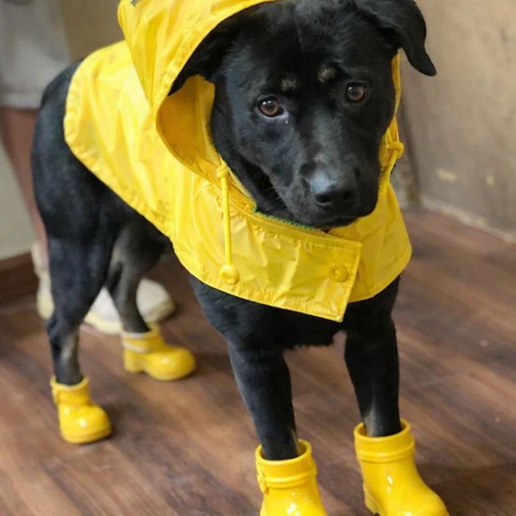 Enlarge Black lab, black lab, a Adoptable Black Labrador Retriever in Mount Laurel, NJ image 2/3