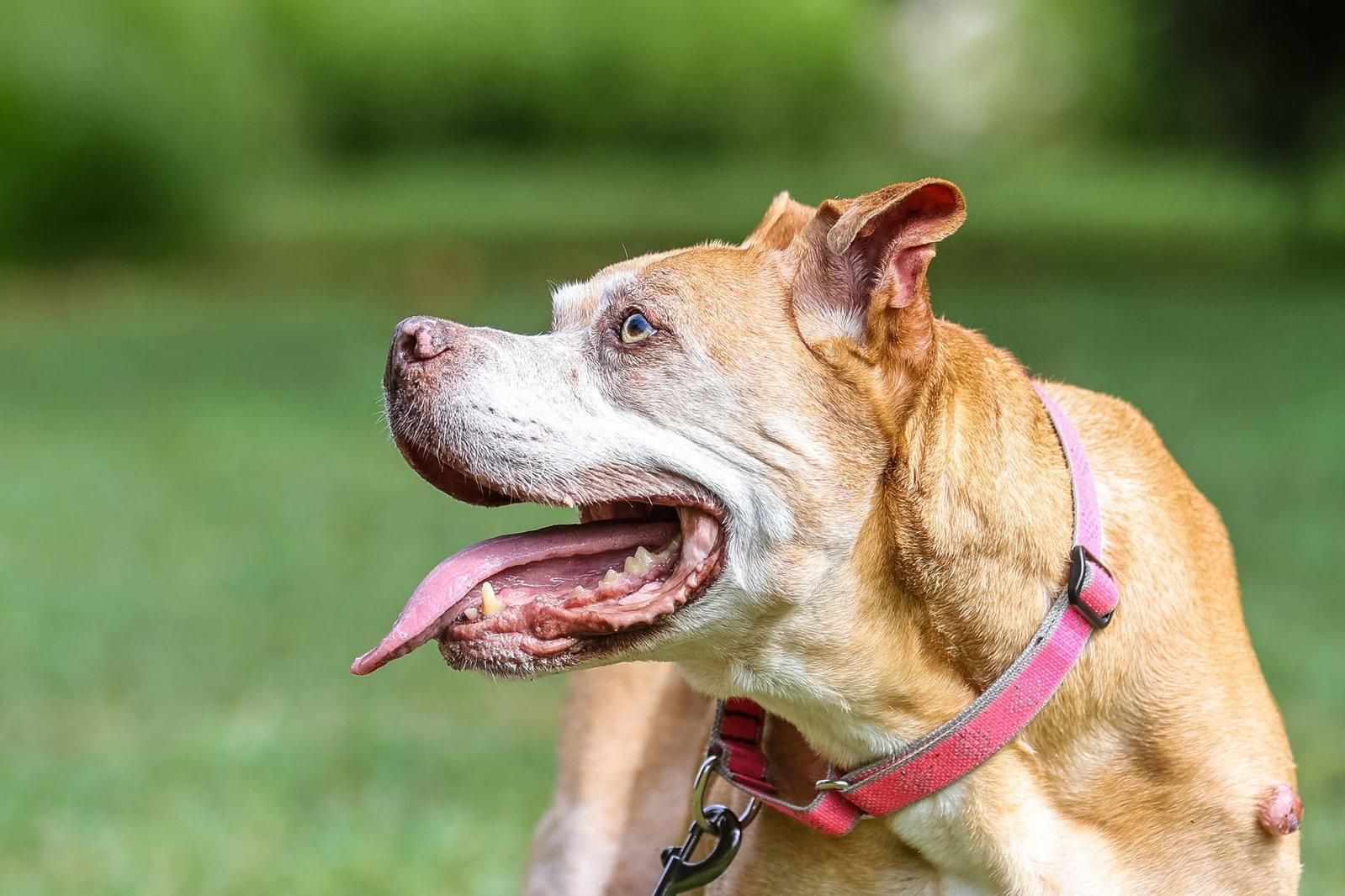 Maggie May, Adoptable, Senior Female Mixed Breed.