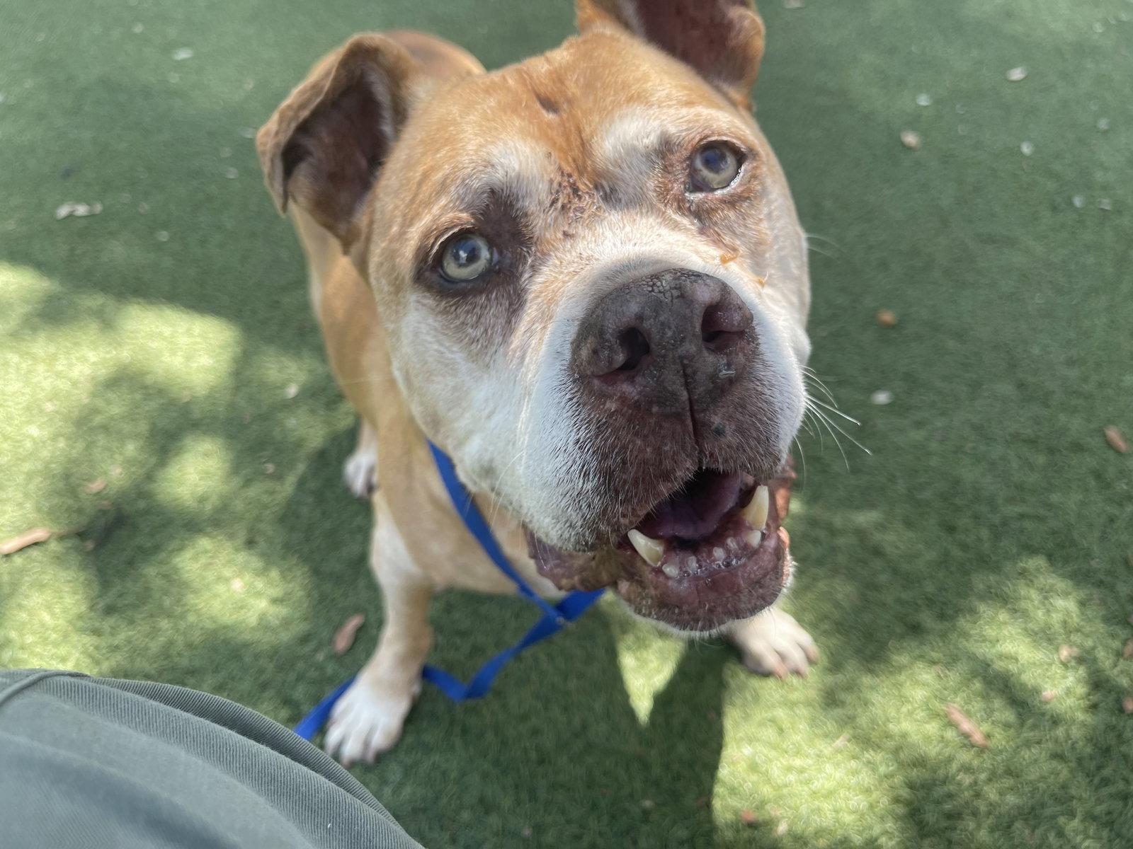 Maggie May, Adoptable, Senior Female Mixed Breed.