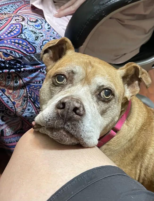 Enlarge Maggie May, a Adoptable Mixed Breed in Gainesville, FL image 2/3