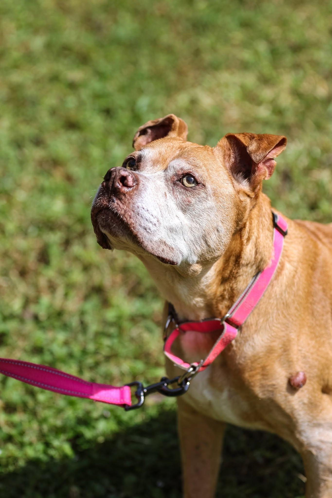 Enlarge Maggie May, a Adoptable Mixed Breed in Gainesville, FL image 2/3