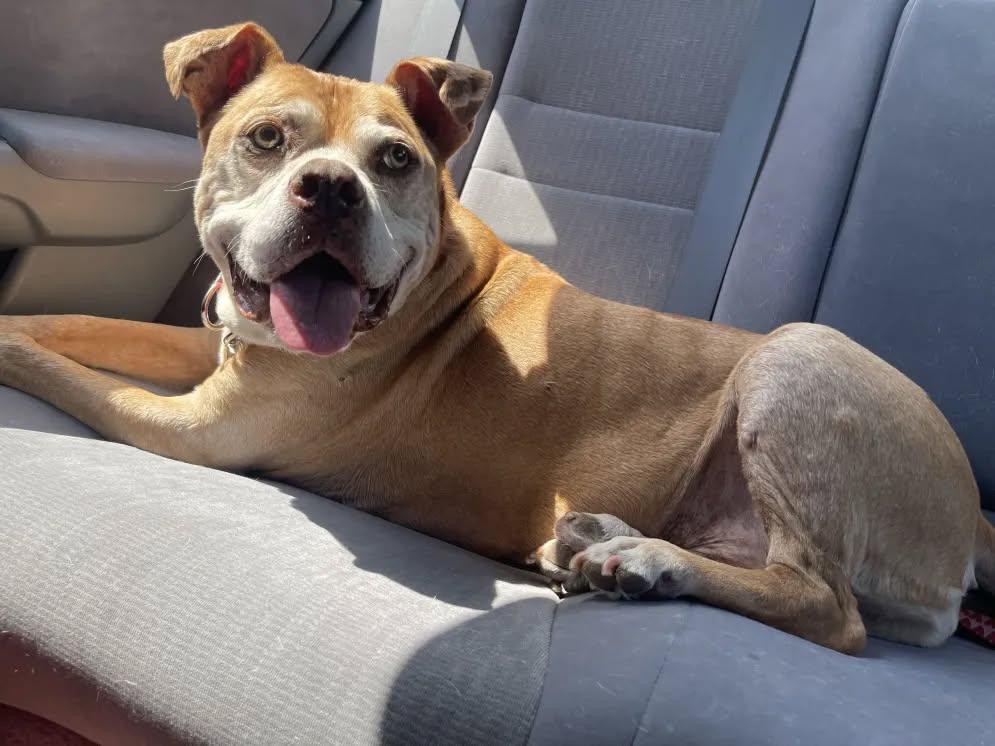 Enlarge Maggie May, a Adoptable Mixed Breed in Gainesville, FL image 3/3