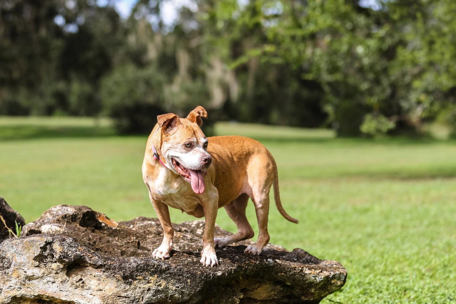 Enlarge Maggie May, a Adoptable Mixed Breed in Gainesville, FL image 3/3