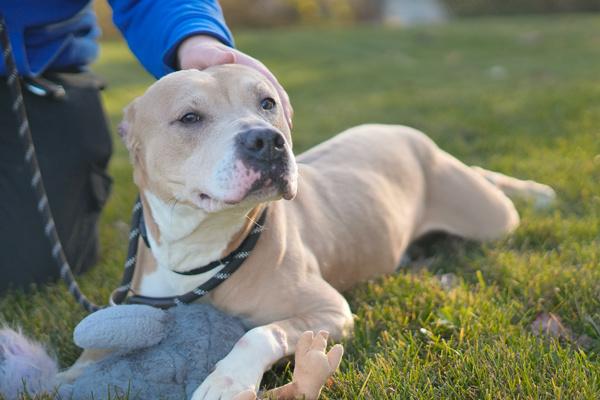 Logan, a Adoptable mixed breed in Staten Island, NY image 1/6