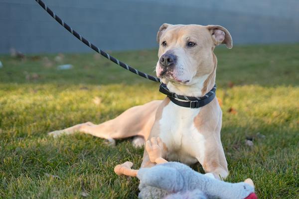 Logan, a Adoptable mixed breed in Staten Island, NY image 2/6