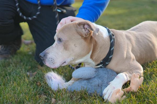 Logan, a Adoptable mixed breed in Staten Island, NY image 4/6