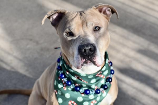 Logan, a Adoptable mixed breed in Staten Island, NY image 5/6