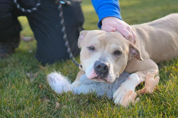 Logan, a Adoptable mixed breed in Staten Island, NY image 6/6