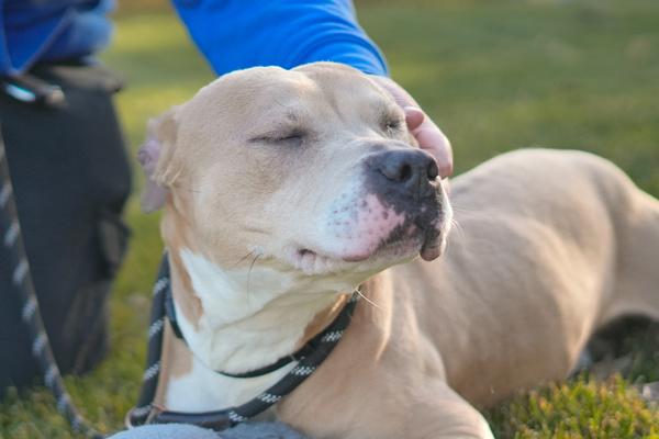 Logan, a Adoptable mixed breed in Staten Island, NY image 6/6
