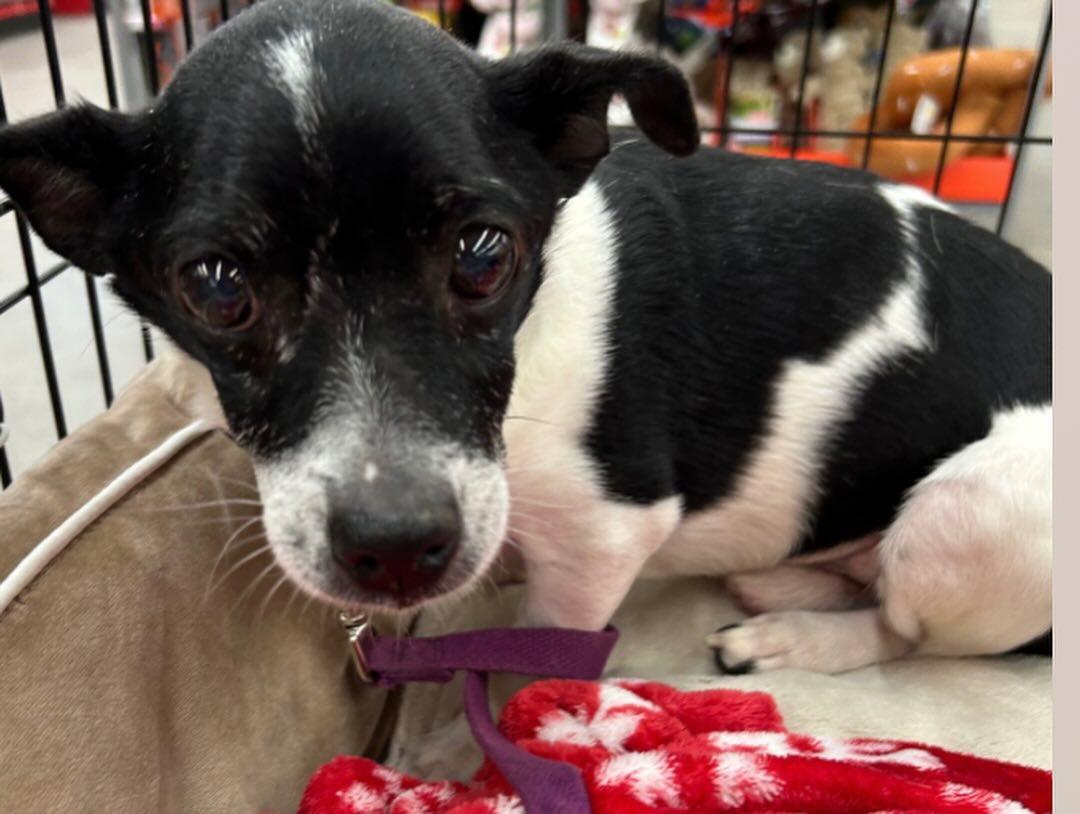 Theo, Adopted, Senior Male Chihuahua.