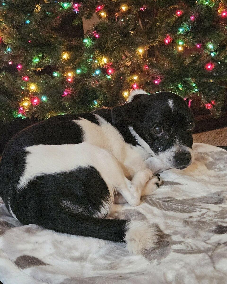 Theo, a Adopted mixed breed in Star, ID image 2/2