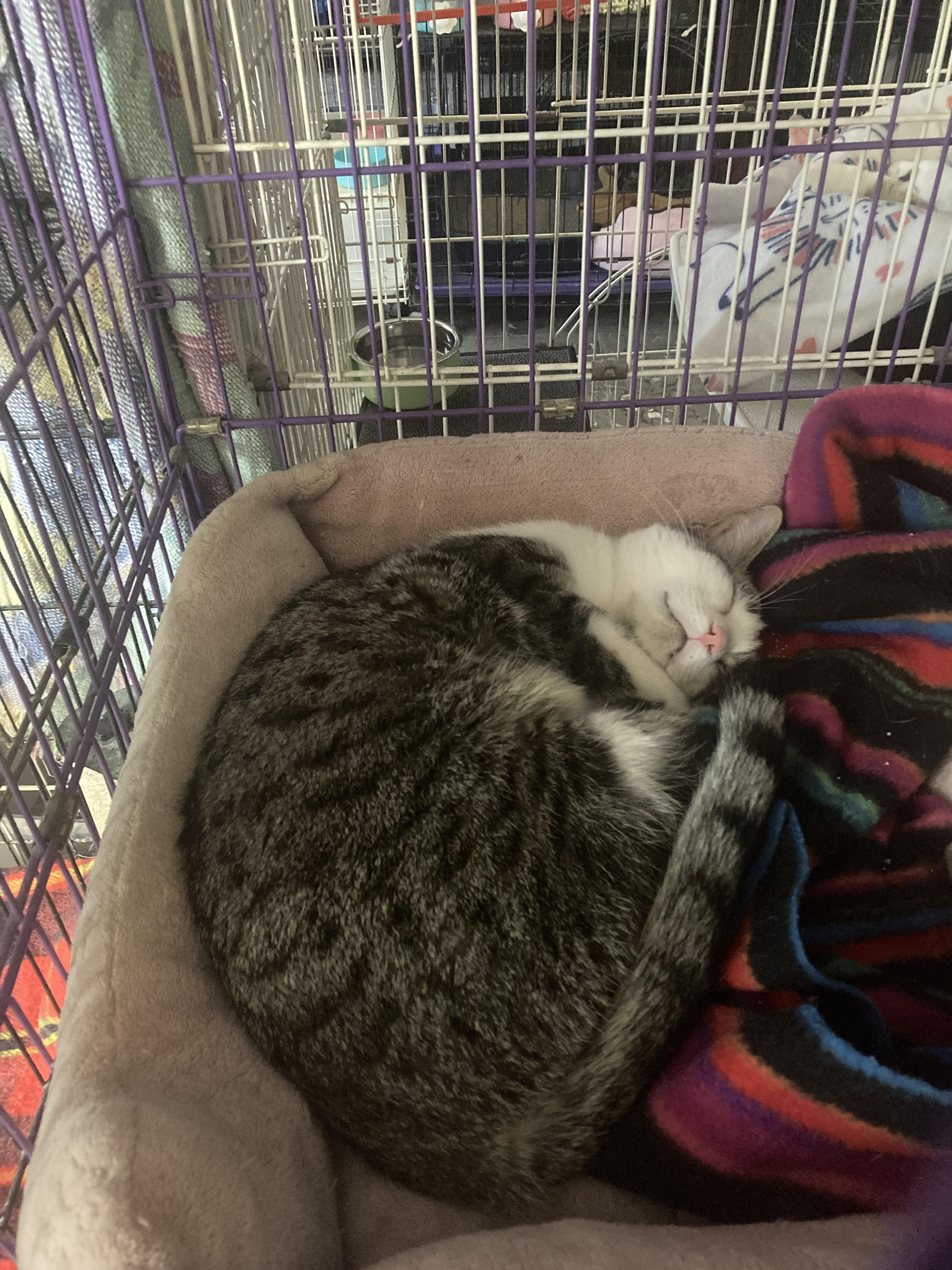 Parker, Adoptable, Adult Male Domestic Short Hair.