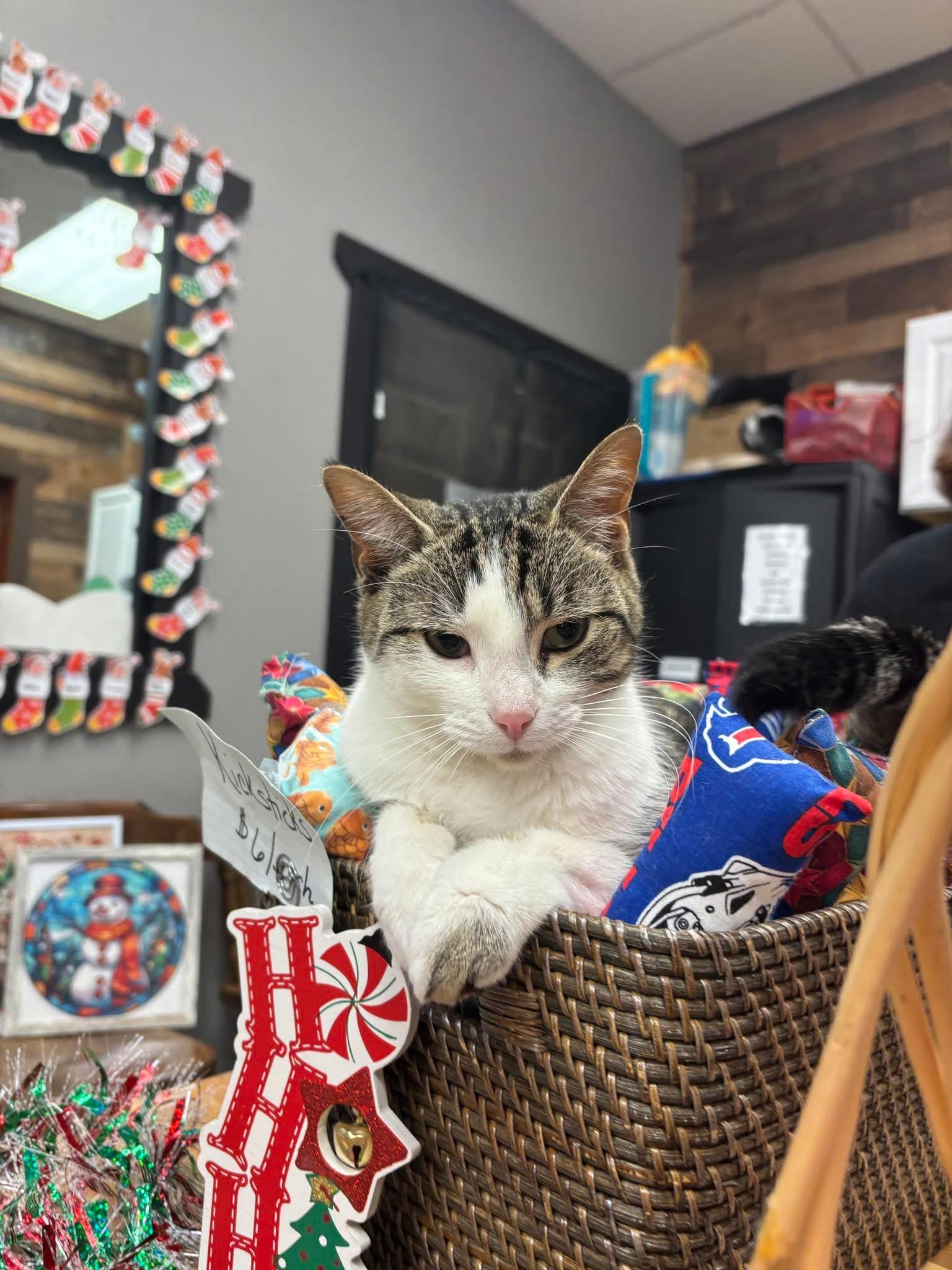 Parker, adoptable, Adult Male Domestic Short Hair.