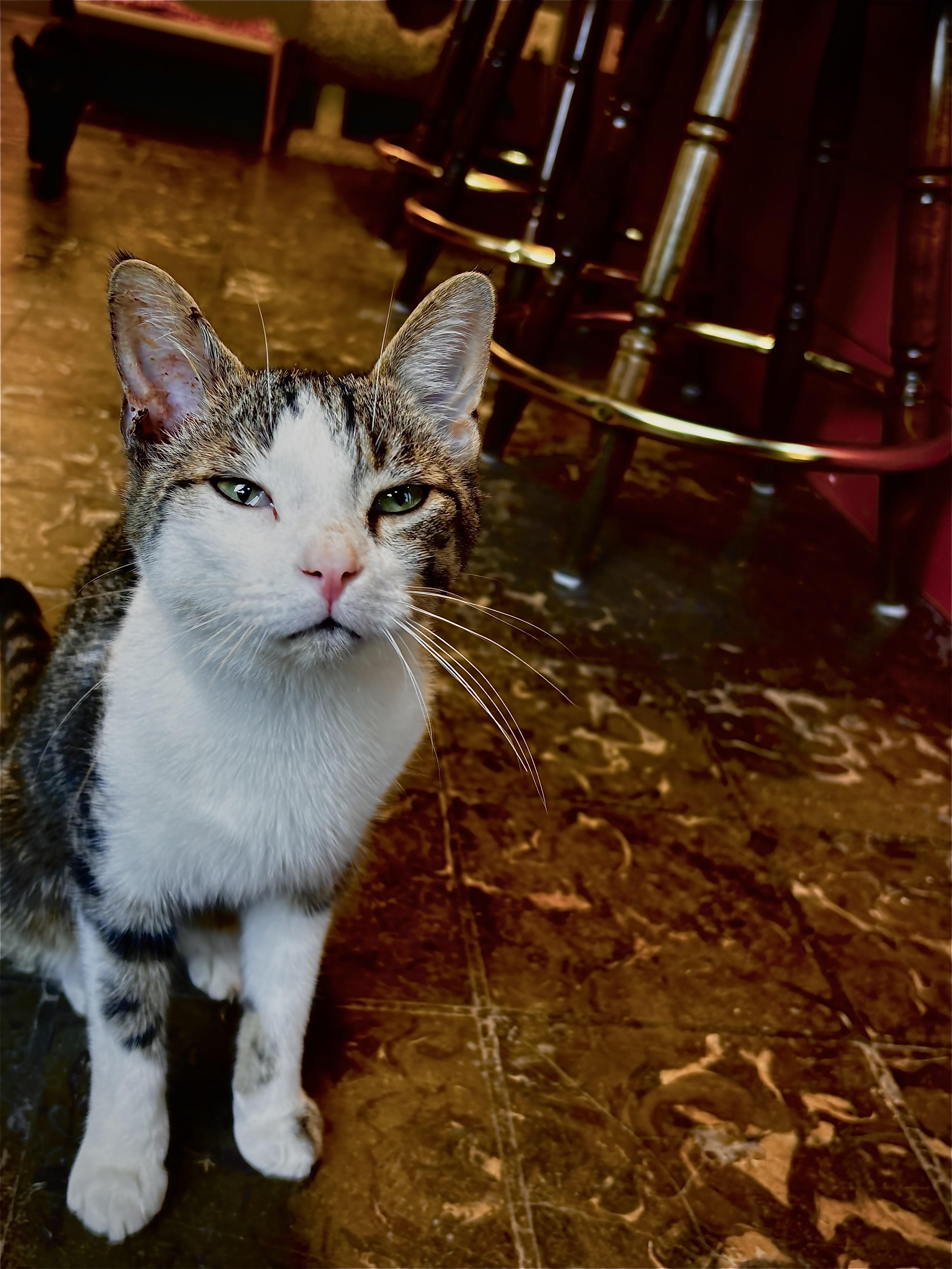 Parker, a Adoptable Domestic Short Hair in Hamburg, NY image 2/2