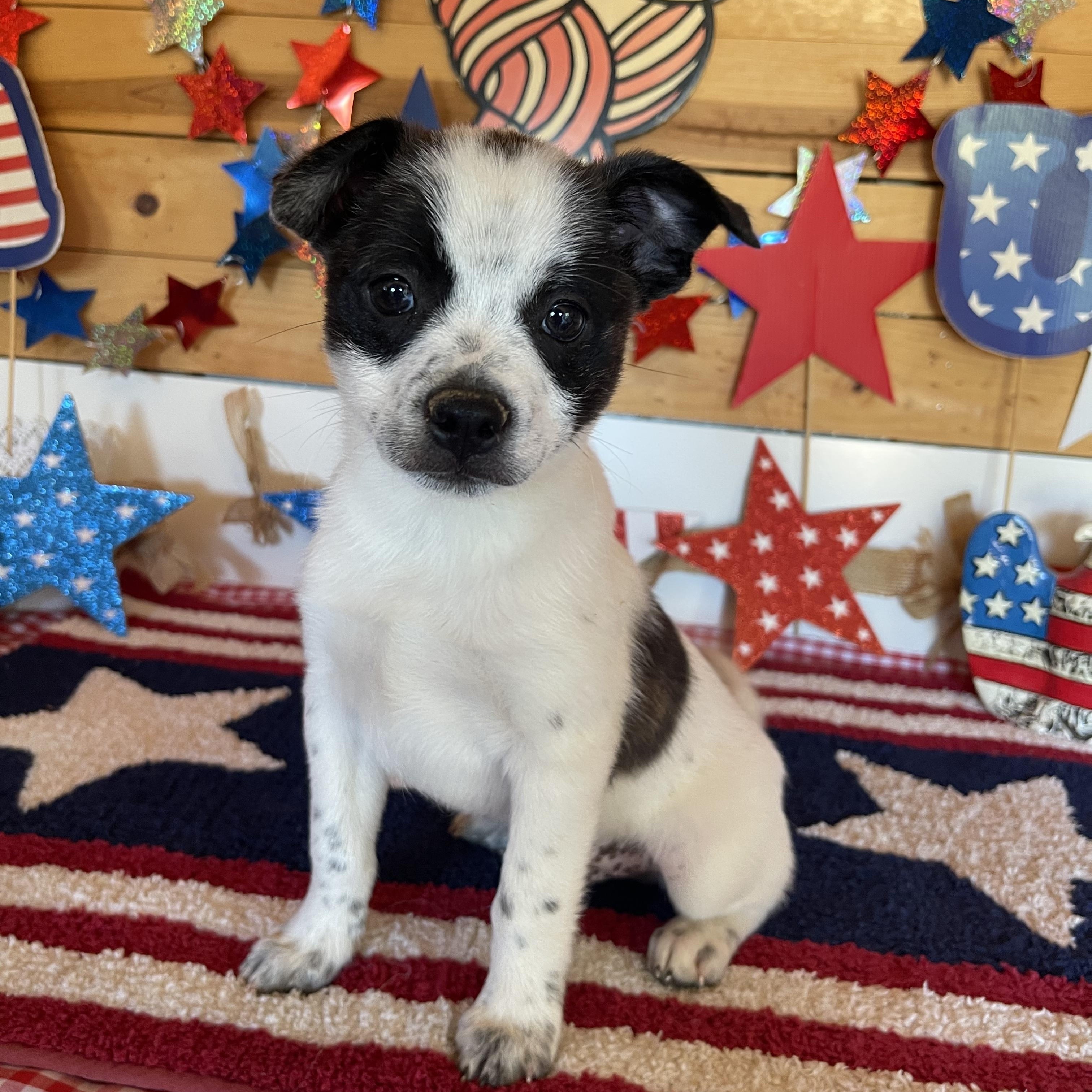 Hero, an adopted mixed breed in Vacaville, CA image 1/4