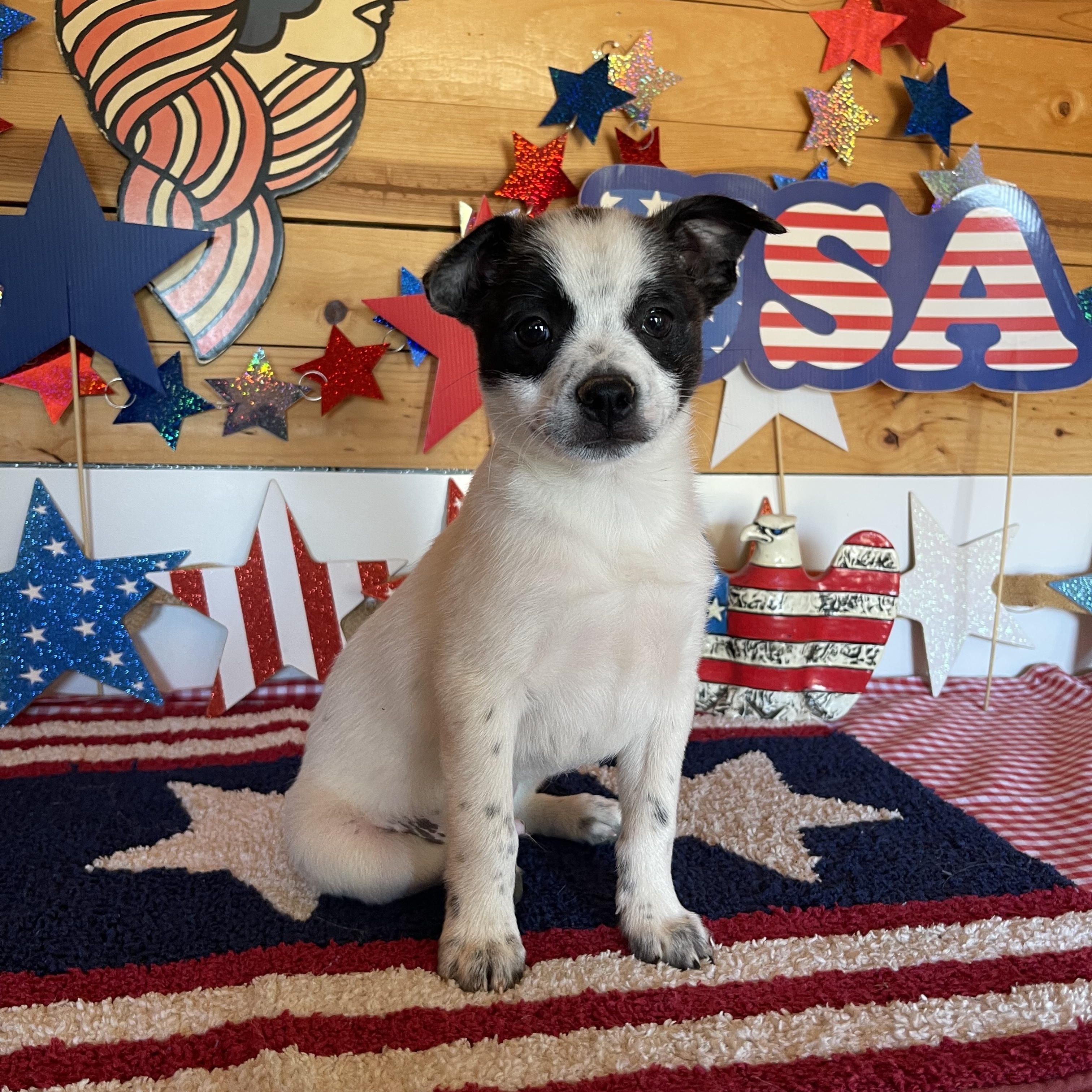 Hero, an adopted mixed breed in Vacaville, CA image 2/4