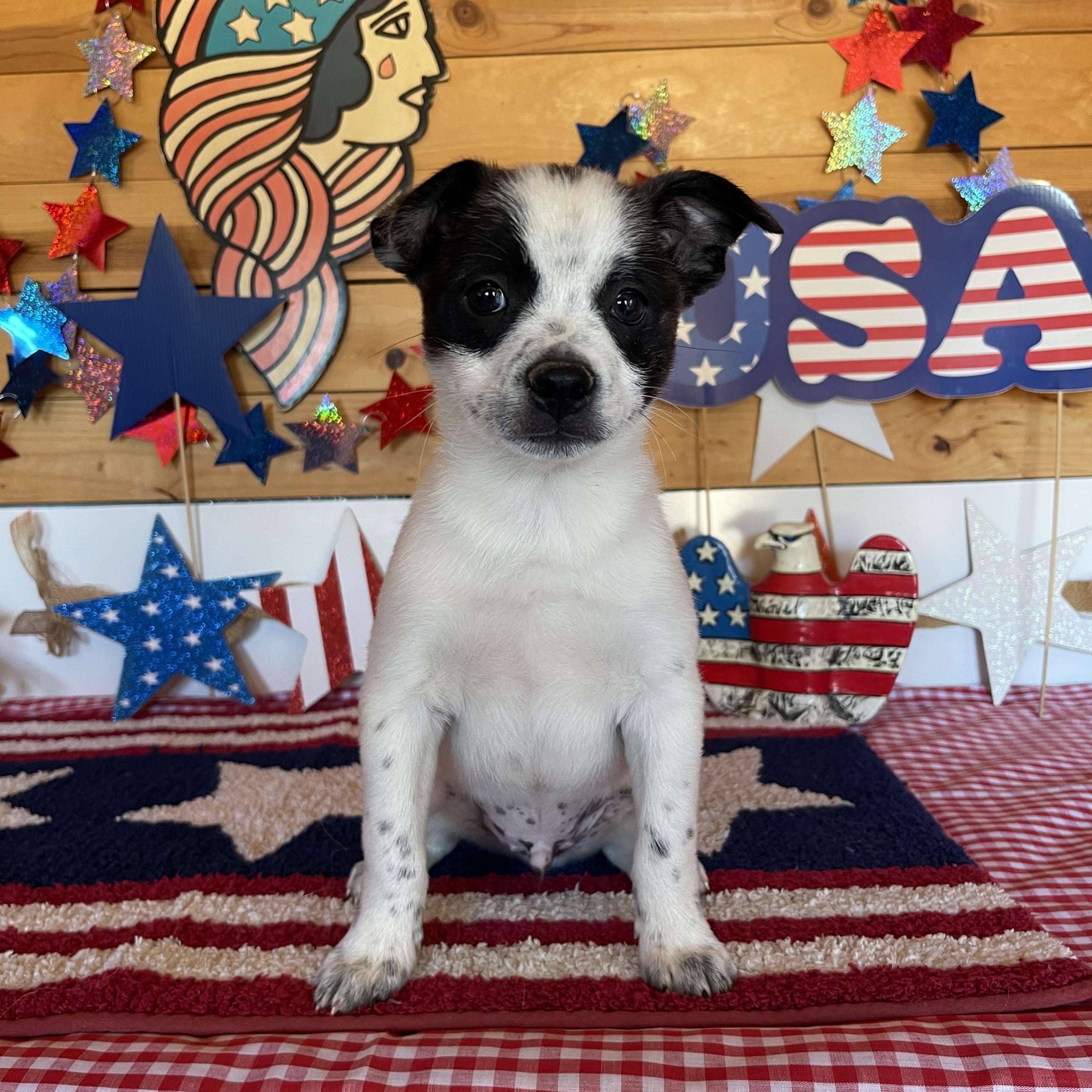 Hero, an adopted mixed breed in Vacaville, CA image 4/4