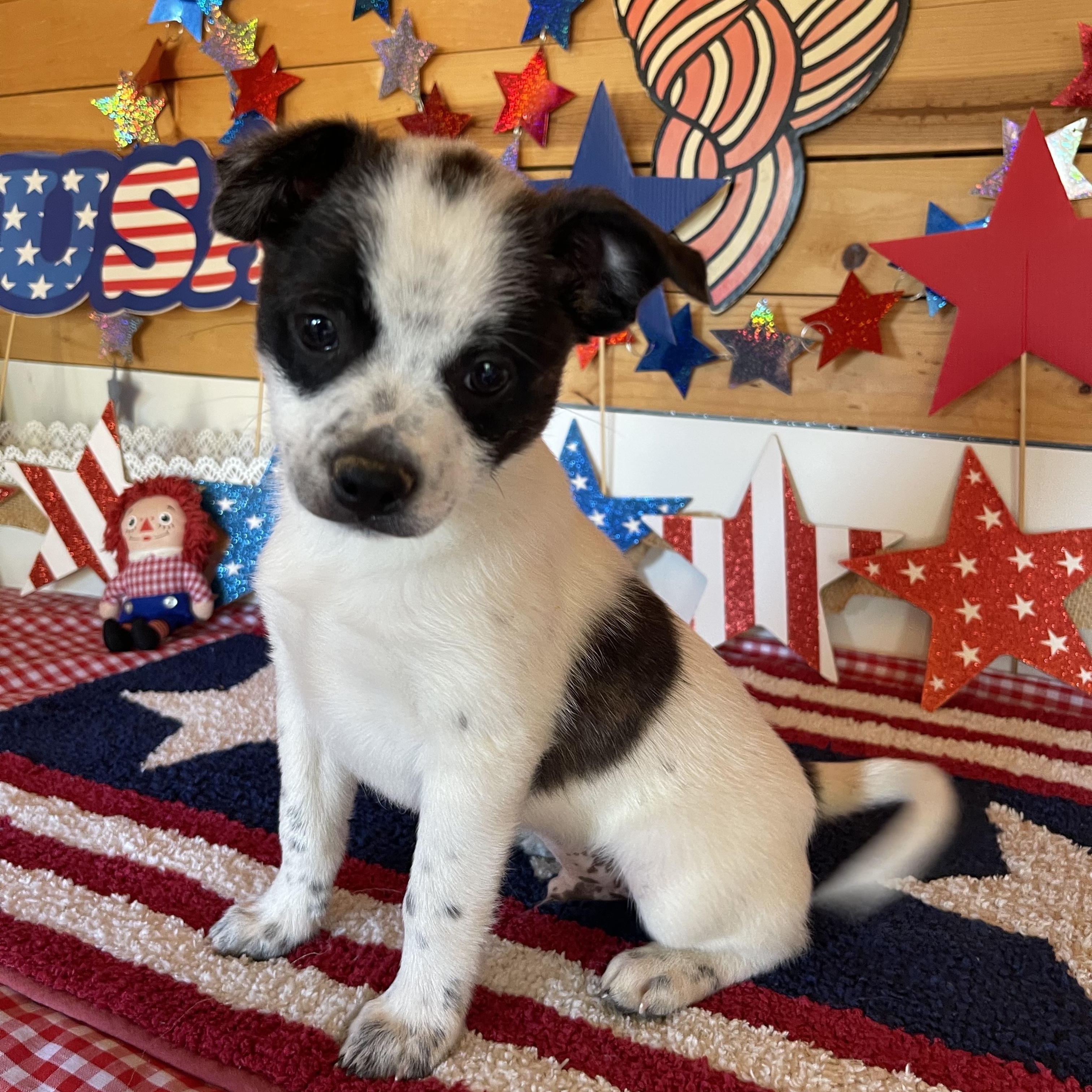 Hero, an adopted mixed breed in Vacaville, CA image 3/4