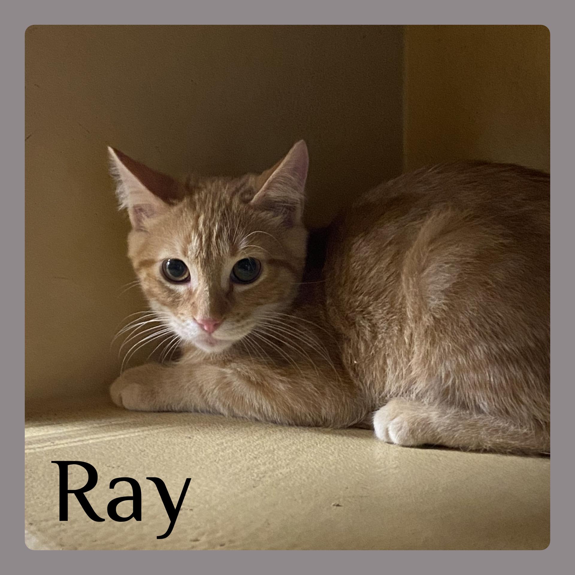 Enlarge RAY, an adopted Tabby in Lawton, OK image 1/1