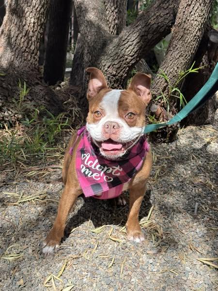 Gypsy, Adopted, Young Female Boston Terrier.