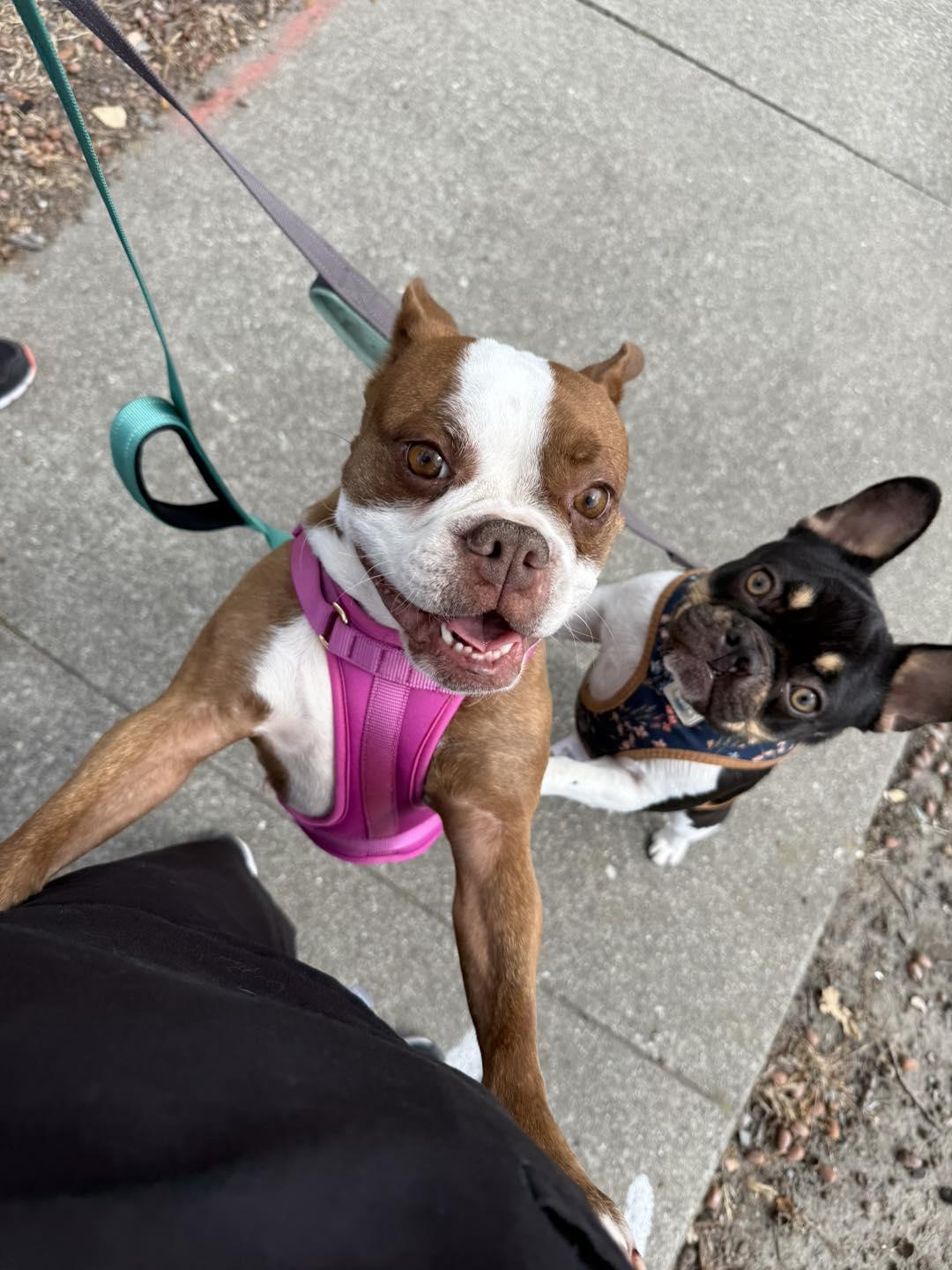 Enlarge Gypsy, a Adopted Boston Terrier in Vacaville, CA image 2/5