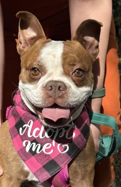 Enlarge Gypsy, a Adopted Boston Terrier in Vacaville, CA image 3/5