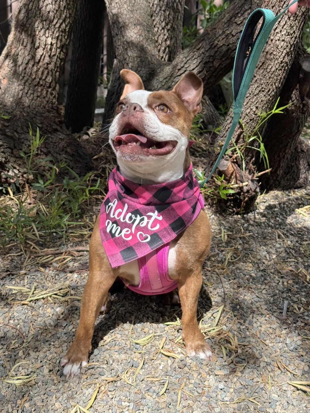 Enlarge Gypsy, a Adopted Boston Terrier in Vacaville, CA image 4/5