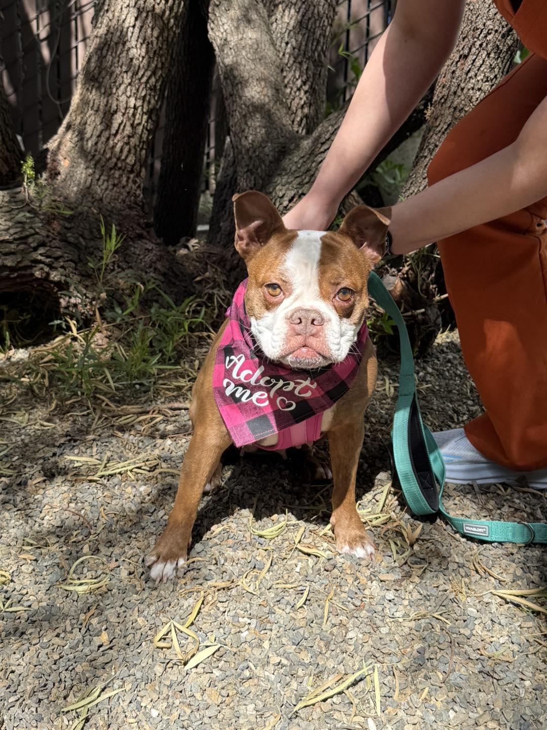 Enlarge Gypsy, a Adopted Boston Terrier in Vacaville, CA image 5/5