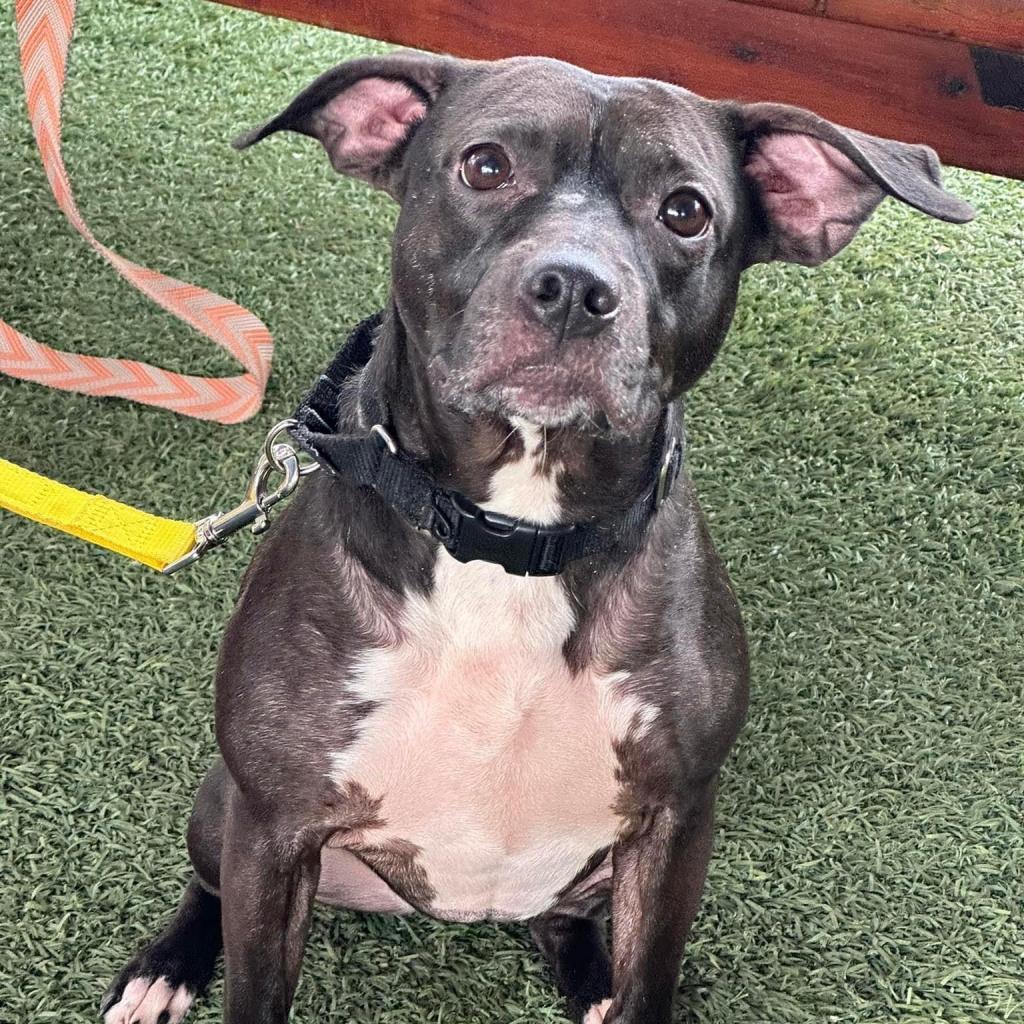 Miala, Adoptable, Adult Female Terrier.