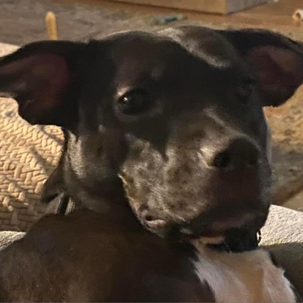 Enlarge Miala, a Adoptable Terrier in Allen, TX image 2/6