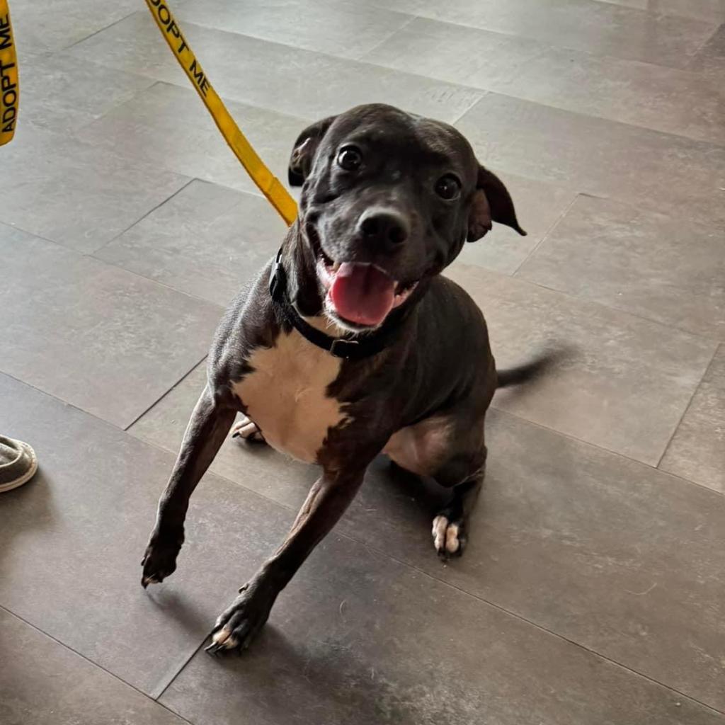 Enlarge Miala, a Adoptable Terrier in Allen, TX image 3/6