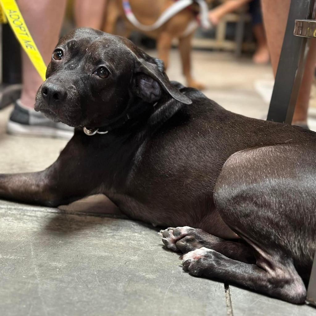 Enlarge Miala, a Adoptable Terrier in Allen, TX image 4/6