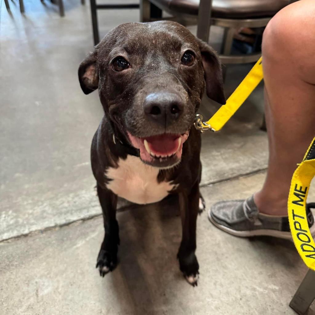 Enlarge Miala, a Adoptable Terrier in Allen, TX image 5/6