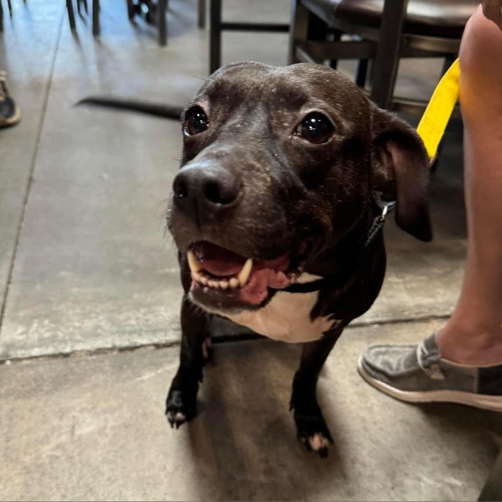 Enlarge Miala, a Adoptable Terrier in Allen, TX image 6/6