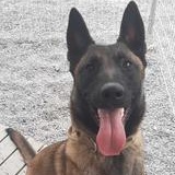 Enlarge Gillie, a Adopted Belgian Shepherd / Malinois in Accord, NY image 2/3