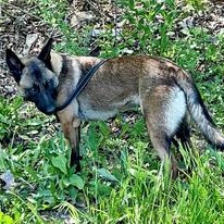 Enlarge Gillie, a Adopted Belgian Shepherd / Malinois in Accord, NY image 3/3