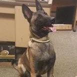 Enlarge Gillie, a Adopted Belgian Shepherd / Malinois in Accord, NY image 1/3