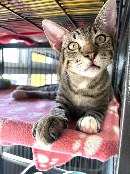 Calliope, Adoptable, Kitten Male Domestic Short Hair & Domestic Short Hair.