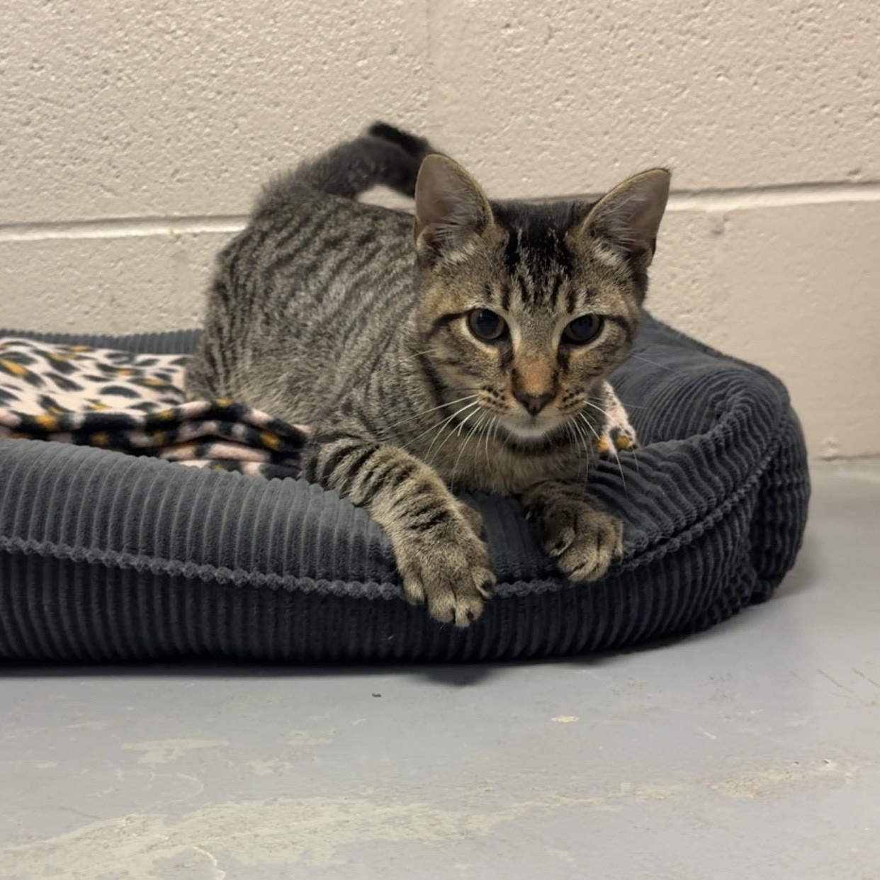 Enlarge Belarus, an adopted mixed breed in Friendswood, TX image 1/1