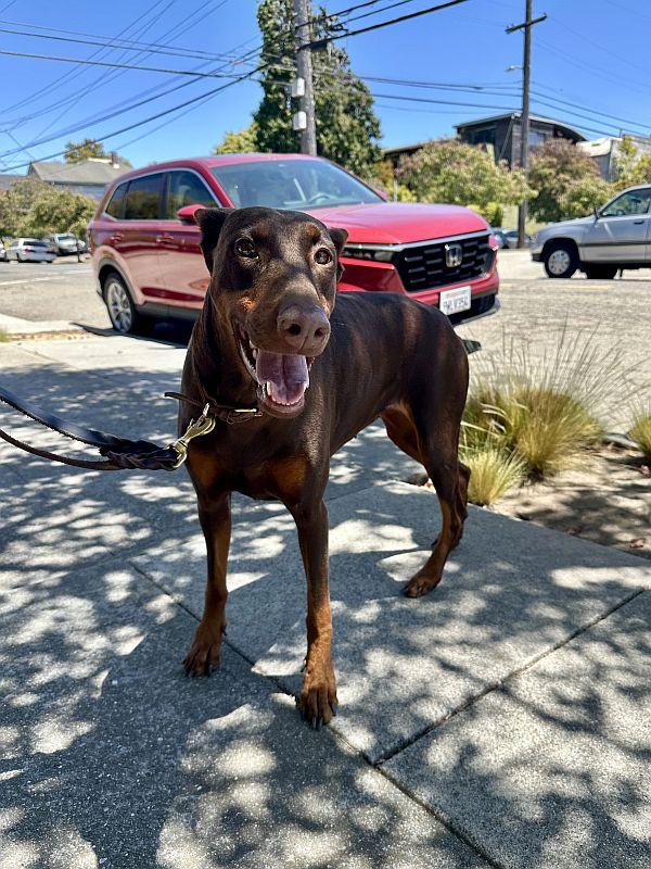 Enlarge Big Girl, an adopted Doberman Pinscher in Berkeley, CA image 5/6