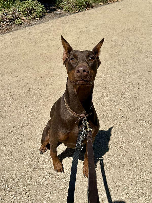 Big Girl, adopted, Young Female Doberman Pinscher.